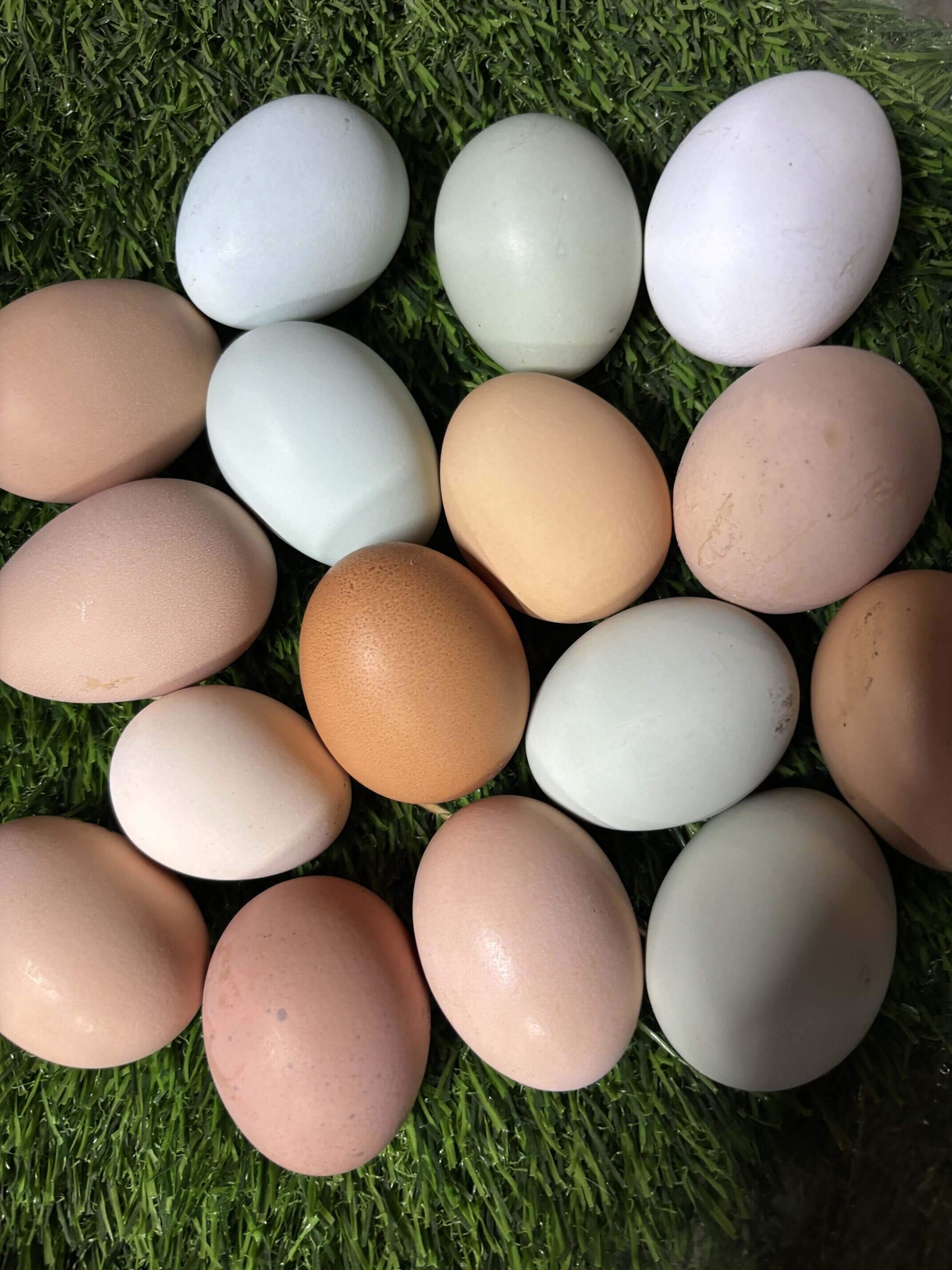 Colored Eggs on nesting box grass.jpg