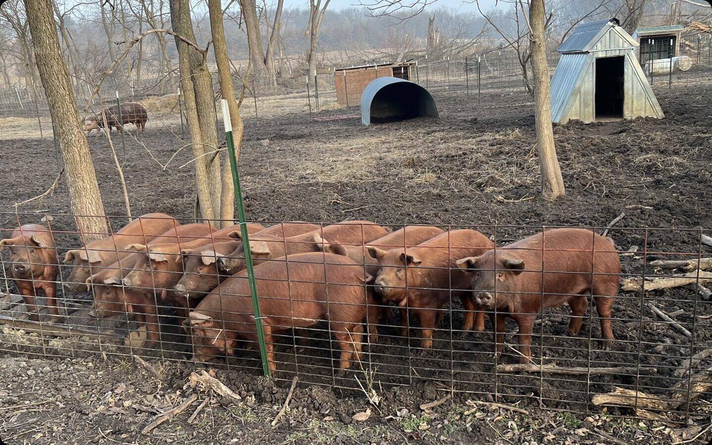 Red Wattle Piglets at fence.jpg